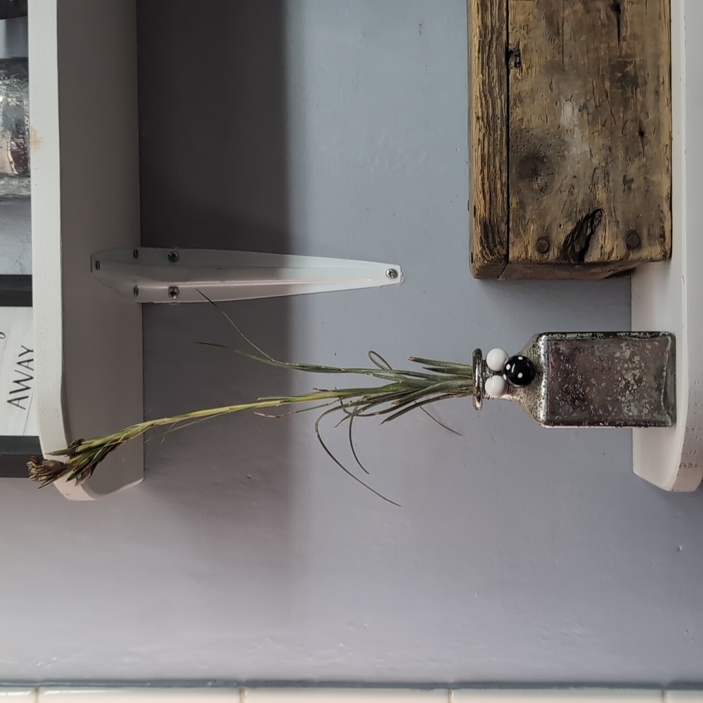 Air Plant Display